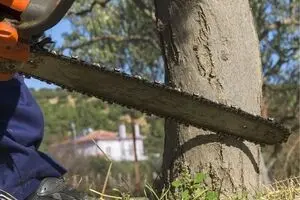 قطع درختان سالم هیرکانی؛ بهانه‌ای عجیب برای نابودی جنگل