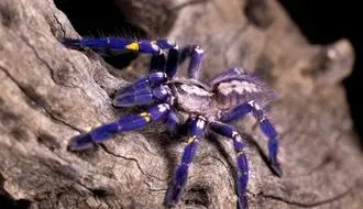 کشف گونه‌ای کمیاب؛ عنکبوت یاقوتی همه را شگفت‌زده کرد + فیلم