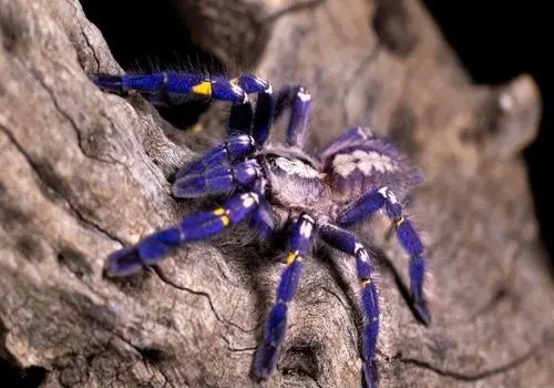 کشف گونه‌ای کمیاب؛ عنکبوت یاقوتی همه را شگفت‌زده کرد + فیلم