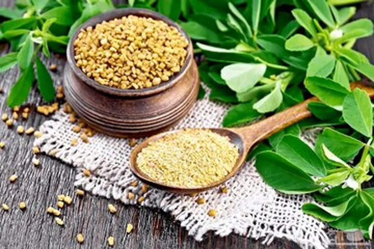 خواص شگفت انگیز گیاه «شنبلیله»