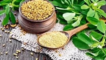خواص شگفت انگیز گیاه «شنبلیله»