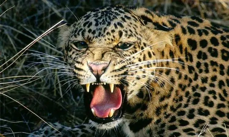 شکوه این پلنگ ایرانی رسانه‌ها را شوکه کرد +فیلم