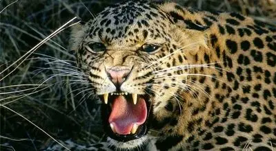 لحظه روبه‌رو شدن یک پلنگ با مار در فیروزکوه + فیلم

