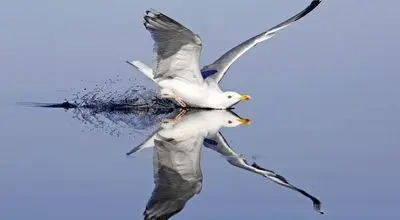 لحظه عجیب حمله پرنده ها به آب+ فیلم