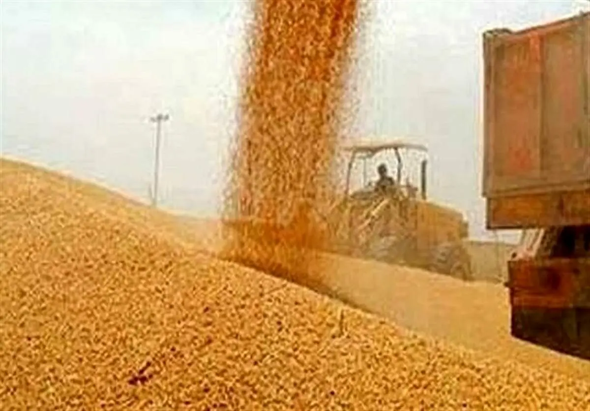 خرید تضمینی ۲.۲ میلیون تن گندم از کشاورزان