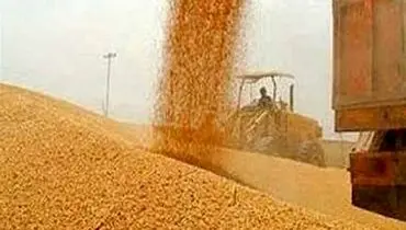 خرید تضمینی ۲.۲ میلیون تن گندم از کشاورزان