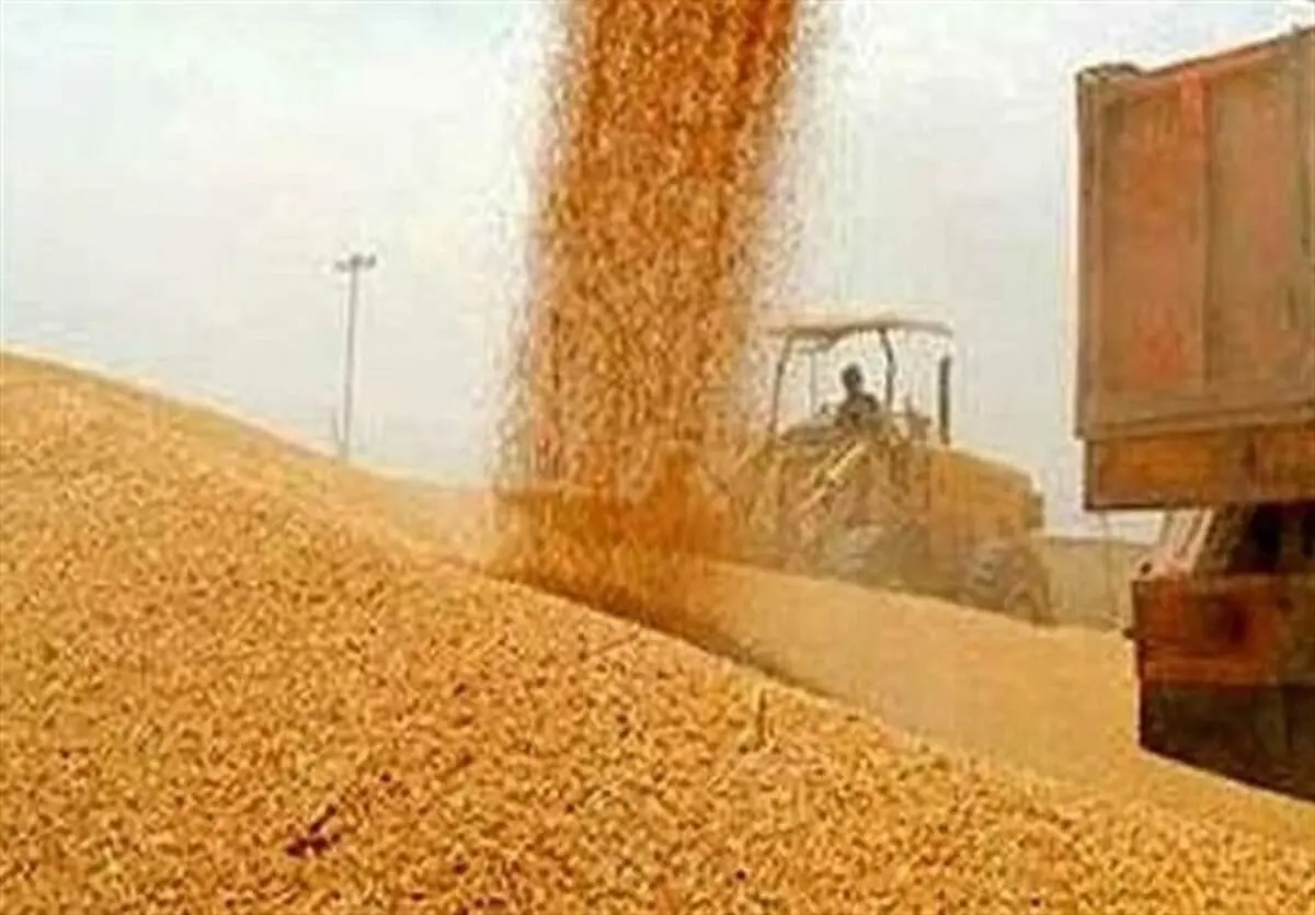 خرید تضمینی ۲.۲ میلیون تن گندم از کشاورزان