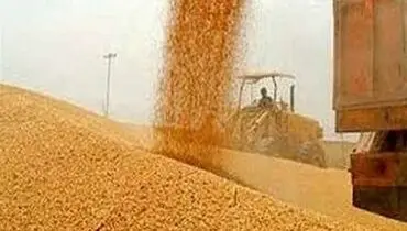 خرید تضمینی ۲.۲ میلیون تن گندم از کشاورزان