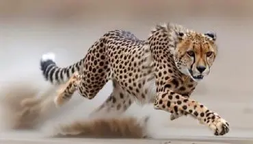 ۶ قلاده یوزپلنگ آسیایی در این منطقه دیده شد