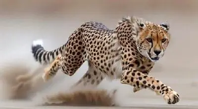 ۶ قلاده یوزپلنگ آسیایی در این منطقه دیده شد