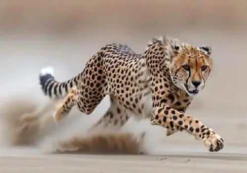 شناسایی ۲۷ فرد یوزپلنگ آسیایی در ایران