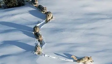 تونل سازی جالب گله گرگ‌ها در برف+ فیلم