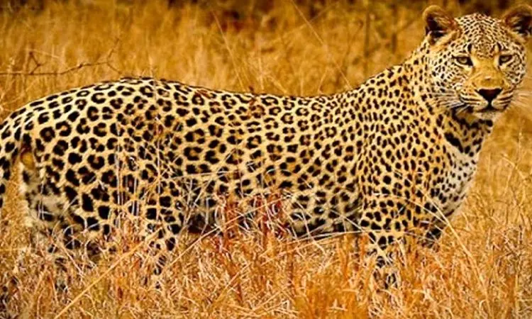 لحظه بازگشت پلنگ شهمیرزاد به طبیعت + فیلم

