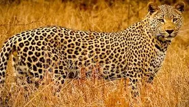 لحظه بازگشت پلنگ شهمیرزاد به طبیعت + فیلم

