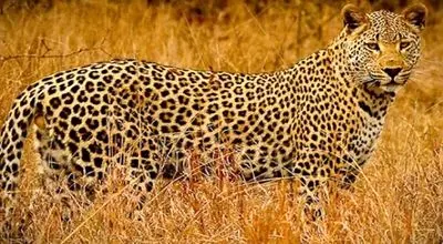 لحظه بازگشت پلنگ شهمیرزاد به طبیعت + فیلم

