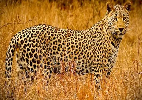 لحظه بازگشت پلنگ شهمیرزاد به طبیعت + فیلم

