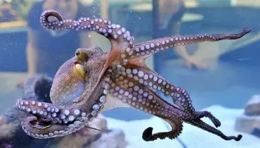 صحنه هایی نفسگیر از شکار کوسه توسط اختاپوس+ فیلم
