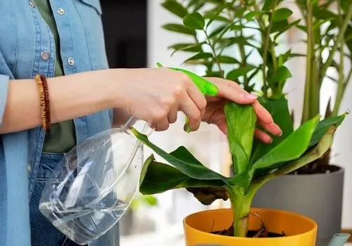 علت سیاه شدن نوک برگ گیاهان آپارتمانی