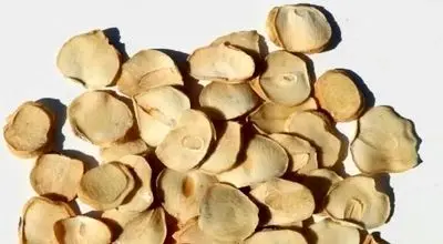 فوت‌وفن خشک کردن پرک موسیر