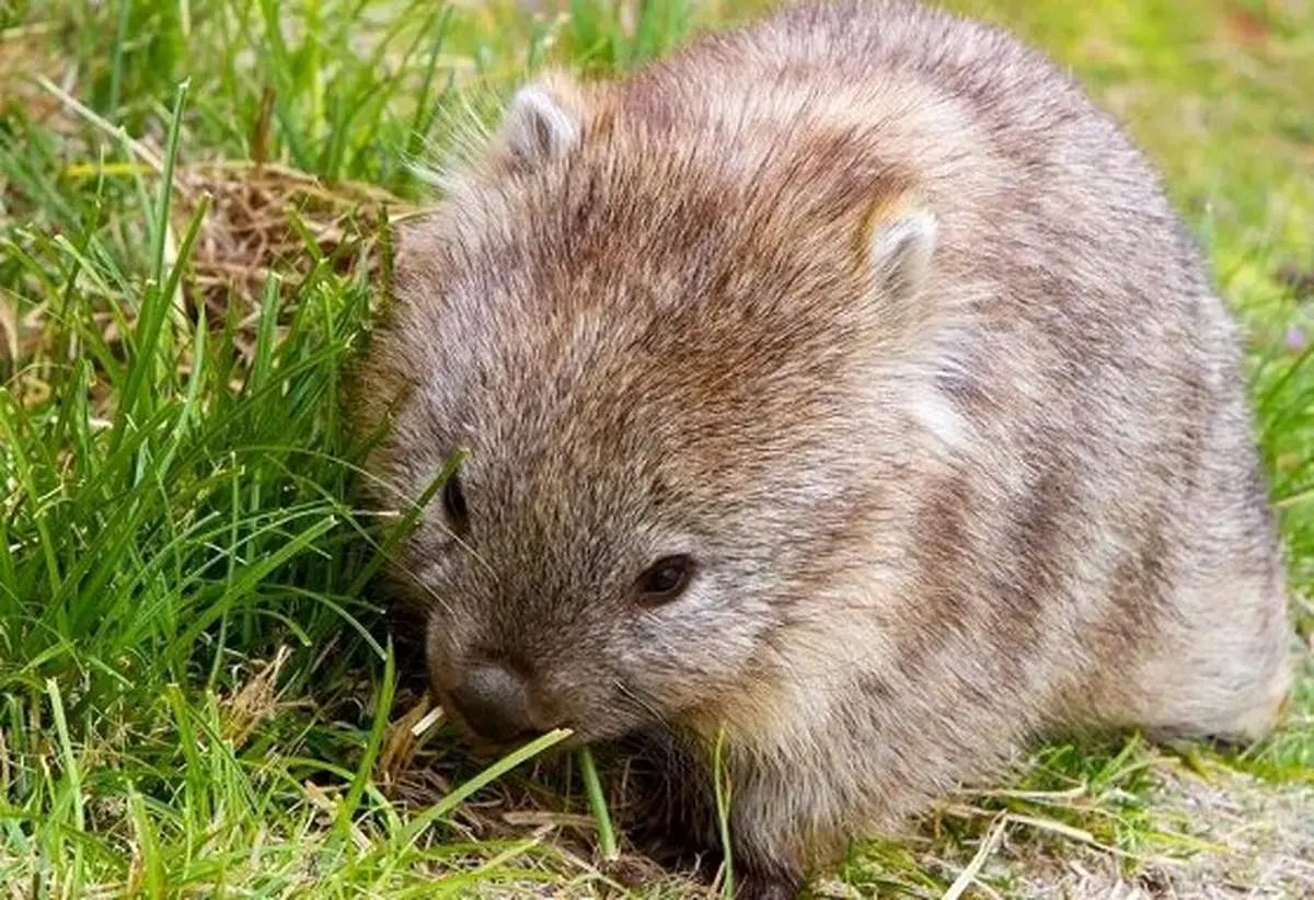 وُمبت‌؛ یکی از عجیب‌ترین موجودات جهان
