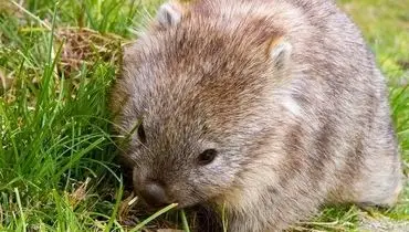 وُمبت‌؛ یکی از عجیب‌ترین موجودات جهان
