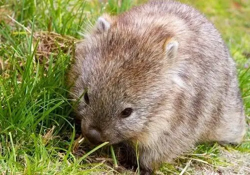 وُمبت‌؛ یکی از عجیب‌ترین موجودات جهان
