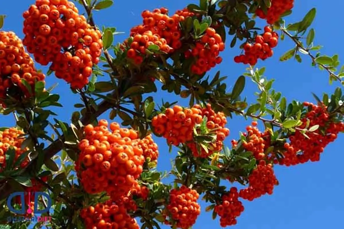 راز سلامتی قلب و آرامش ذهن در دانه‌های زالزالک