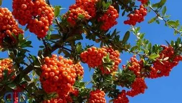 راز سلامتی قلب و آرامش ذهن در دانه‌های زالزالک