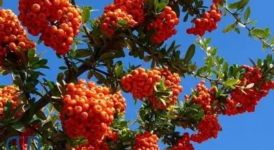 راز سلامتی قلب و آرامش ذهن در دانه‌های زالزالک