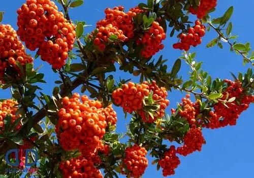 راز سلامتی قلب و آرامش ذهن در دانه‌های زالزالک