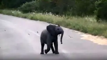 بازی بامزه بچه فیل با پرستوها + ویدئو