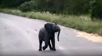 بازی بامزه بچه فیل با پرستوها + ویدئو