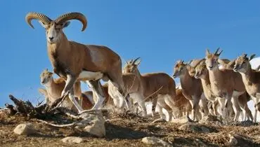 لحظه هیجان انگیز مشاهده گله بزهای وحشی در قزوین+ فیلم