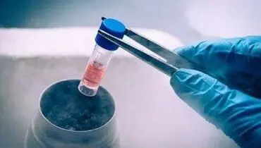 قیمت عجیب خرید و فروش «تخمک» در بازار سیاه!