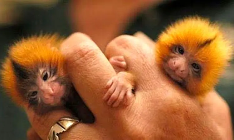 کوچکترین میمون جهان که ۱۰۰ گرم وزن دارد+ فیلم