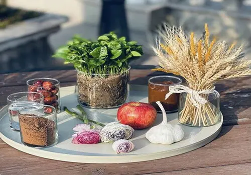 نحوه کاشت سبزه گندم در خاک ژله ای 