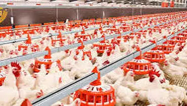 مرغ شب عید در خطر؛ نوروز ۱۴۰۵ با کمبود مواجه می‌شود؟+فیلم