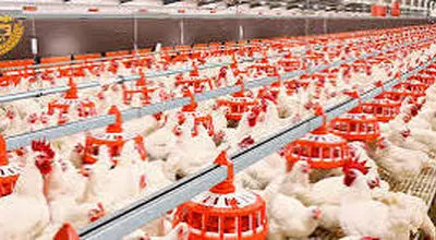 مرغ شب عید در خطر؛ نوروز ۱۴۰۵ با کمبود مواجه می‌شود؟+فیلم