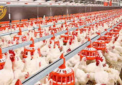 مرغ شب عید در خطر؛ نوروز ۱۴۰۵ با کمبود مواجه می‌شود؟+فیلم