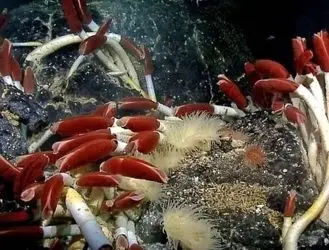 جانورانی با طول عمر زیاد: این موجودات فقط 100 سال کودکی میکنند! + تصاویر