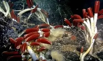 جانورانی با طول عمر زیاد: این موجودات فقط 100 سال کودکی میکنند! + تصاویر