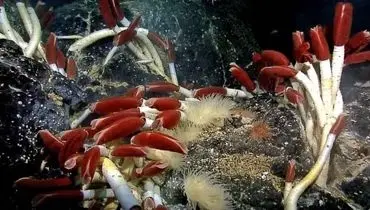 جانورانی با طول عمر زیاد: این موجودات فقط 100 سال کودکی میکنند! + تصاویر