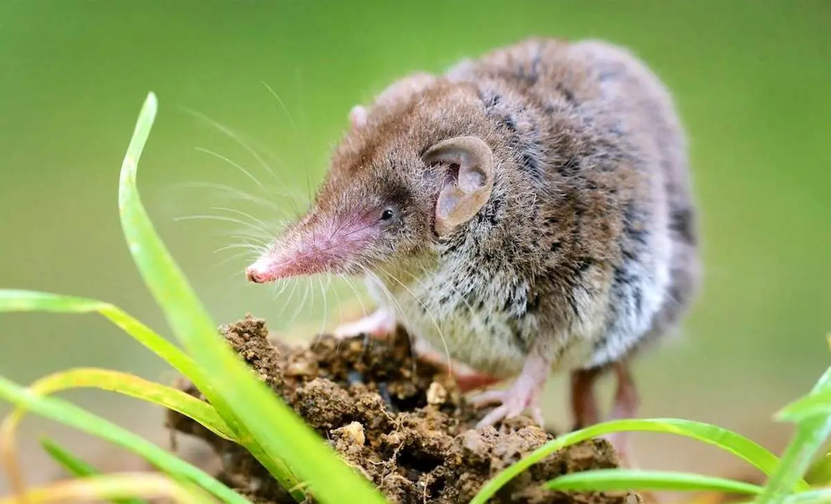 تأیید انقراض تنها گونه حشره‌خوار استرالیا

