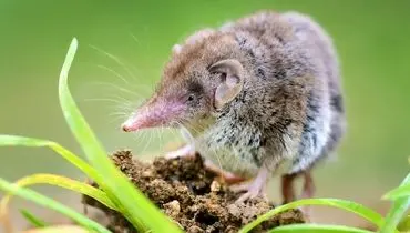 تأیید انقراض تنها گونه حشره‌خوار استرالیا

