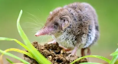 تأیید انقراض تنها گونه حشره‌خوار استرالیا

