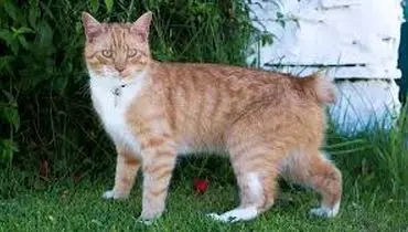 چرا دم گربه را می برند؟
