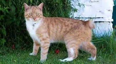 چرا دم گربه را می برند؟
