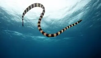 تصاویر اعجاب‌انگیز مارآبی شاخک دار؛ یکی از عجیب ترین خزندگان جهان + فیلم
