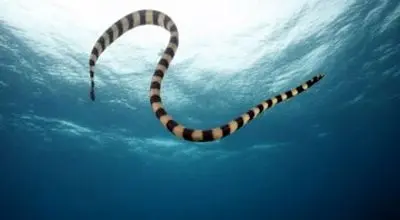 تصاویر اعجاب‌انگیز مارآبی شاخک دار؛ یکی از عجیب ترین خزندگان جهان + فیلم
