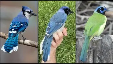 برای نخستین‌بار: پرنده‌ای دورگه از دو گونه با ۷ میلیون سال فاصله تکاملی ثبت شد